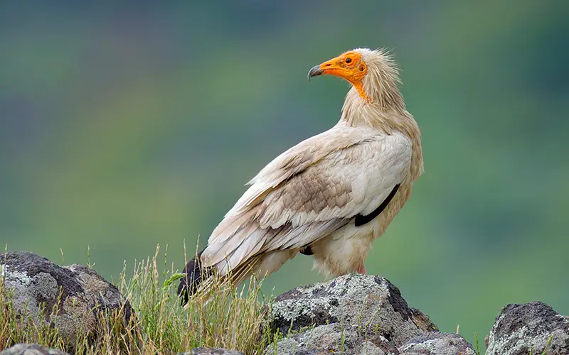 Alimoche