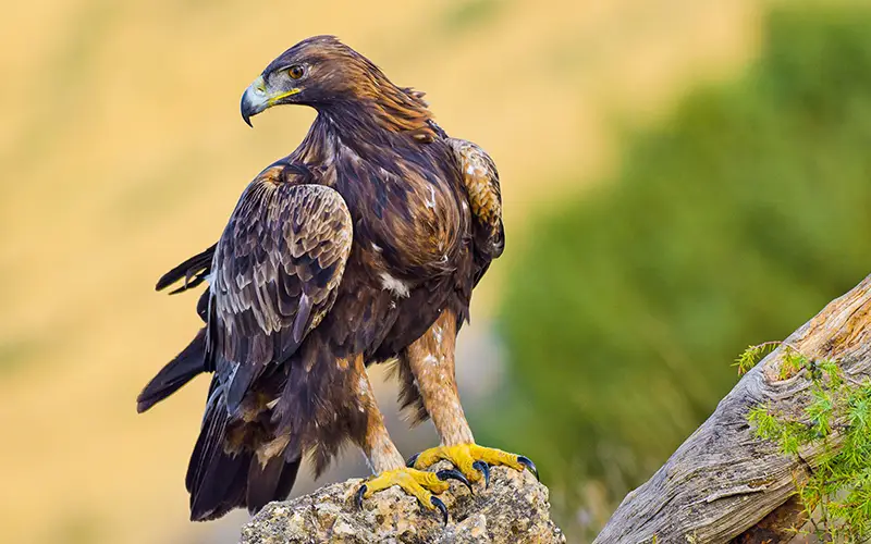 Águila Real